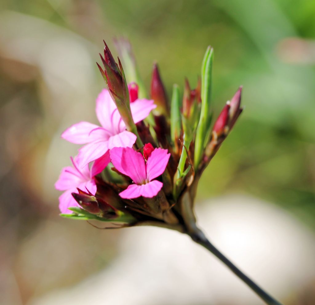 Dianthus carthusianorum